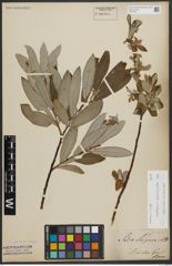 Foto von Salix appendiculata Vill. x Salix eleagnos Scop.